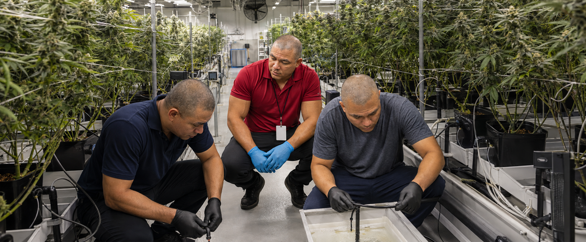 Why work with cbdhempstock.com — CBD Isolate