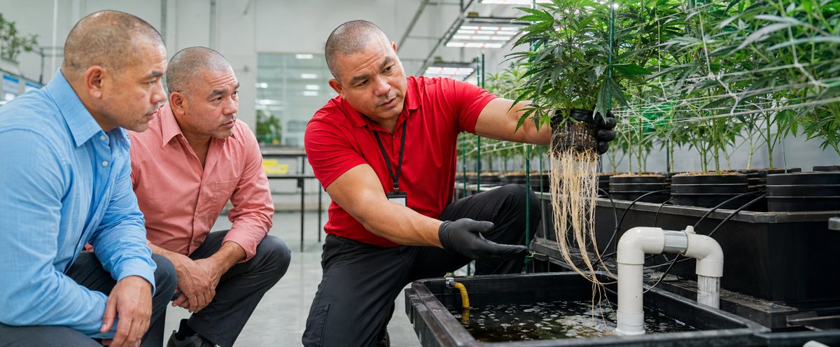 Why work with CBD Hemp Stock — CBD Needles