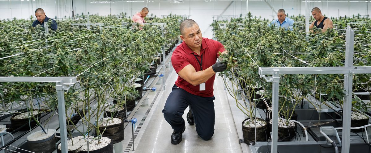 CBD Hemp Stock — Faq